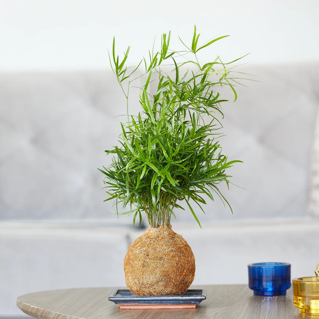 Coconut fibre kokedama style reference